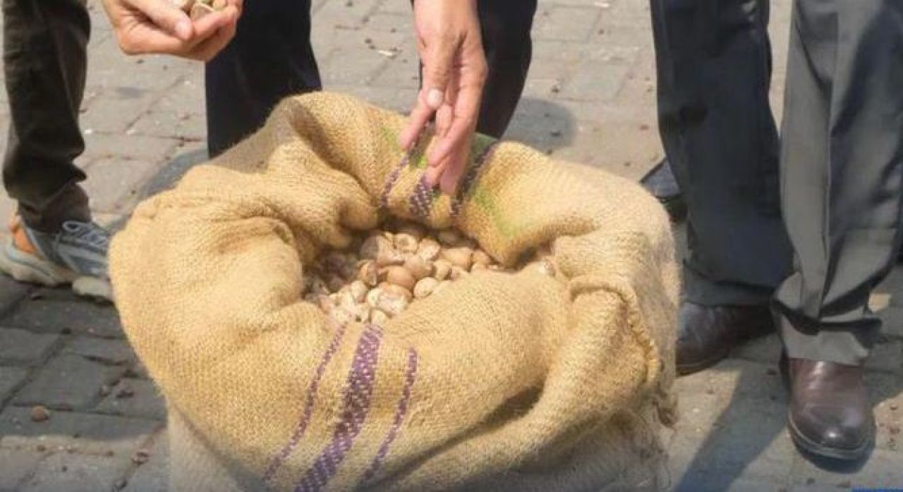 Split Betel Nut