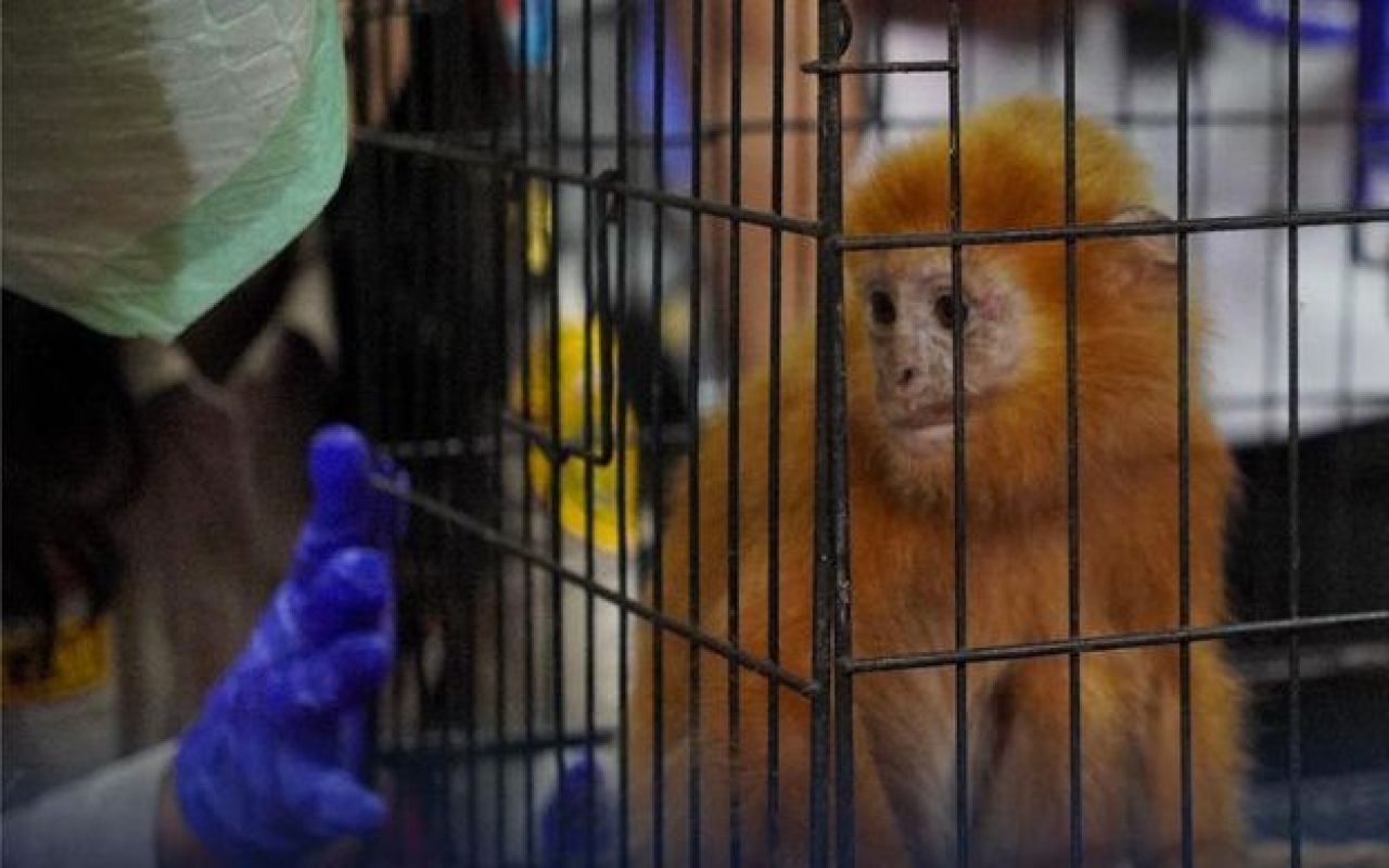 Lutung