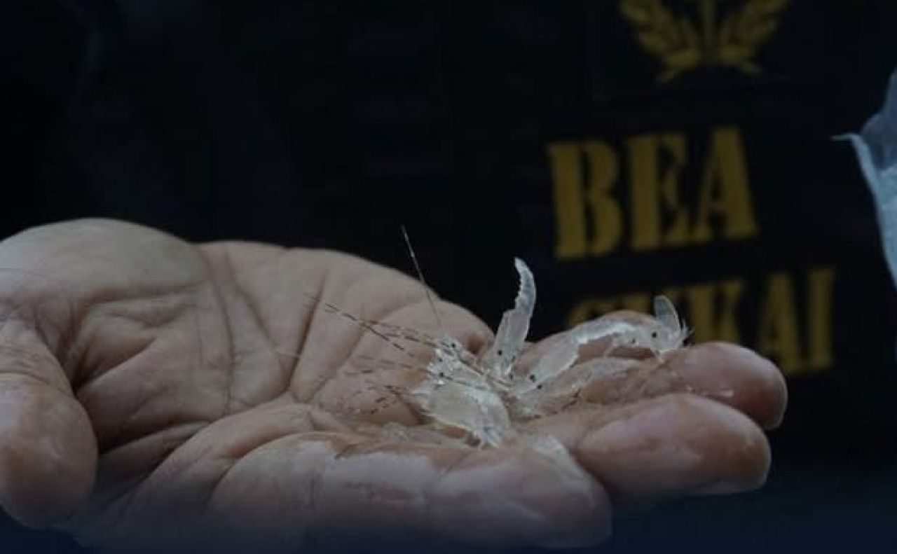 Benih Lobster