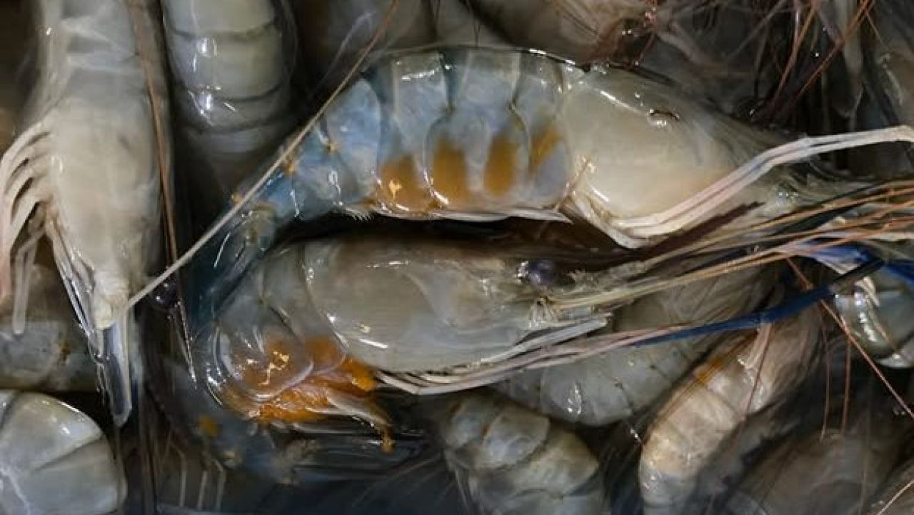 Udang Galah