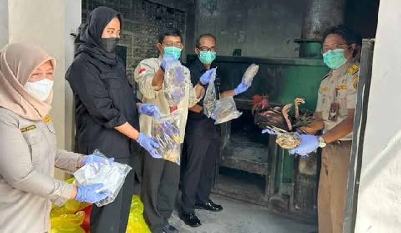 Pemusnahan burung, ayam dan daging babi yang tidak dilengkapi dengan dokumen