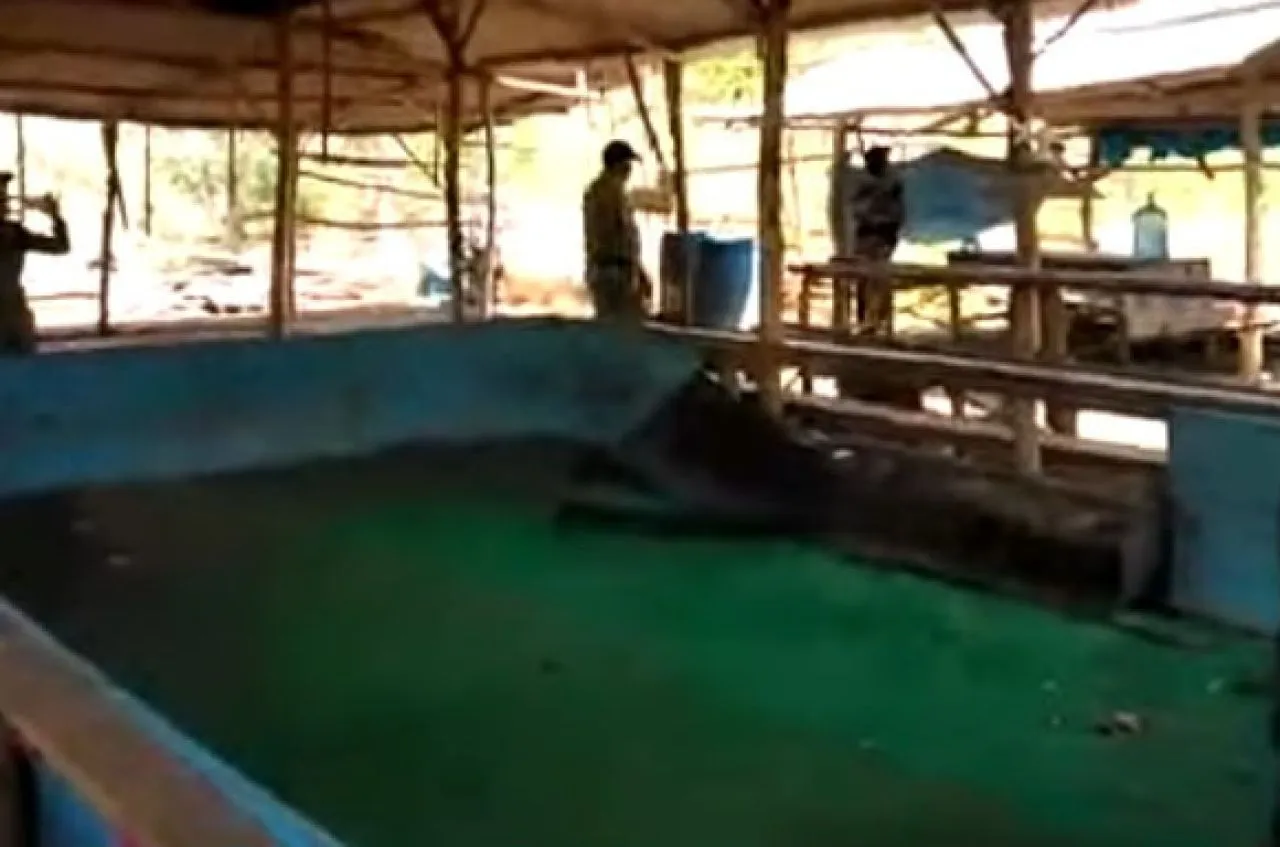 Sabung Ayam Disertai Judi di Desa Sumberanyar