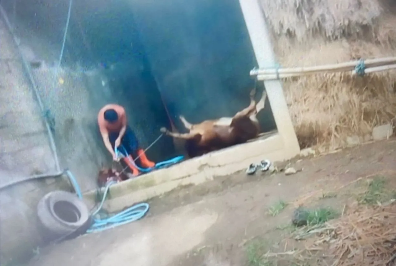 Ada Tempat Jagal Sapi Diduga Ilegal di Desa Bangsri