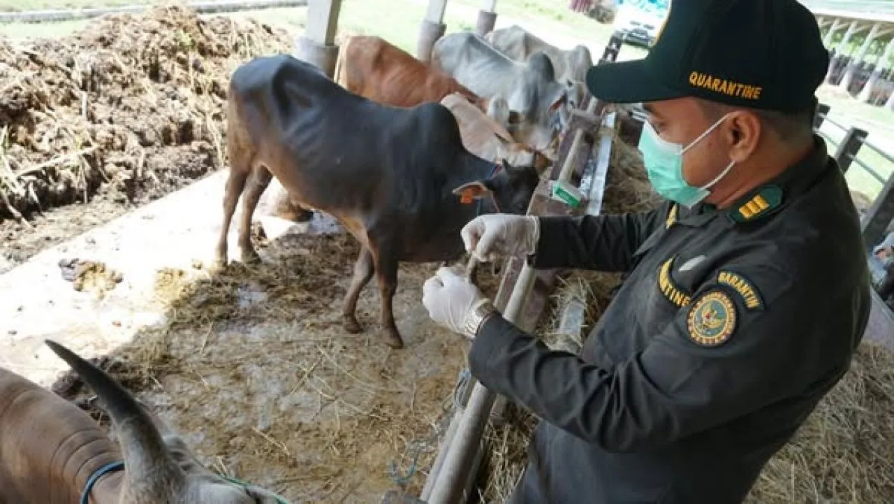 Ribuan Ekor Sapi dari Nusa Tenggara Barat Dikirim ke Luar Daerah di Tahun 2023