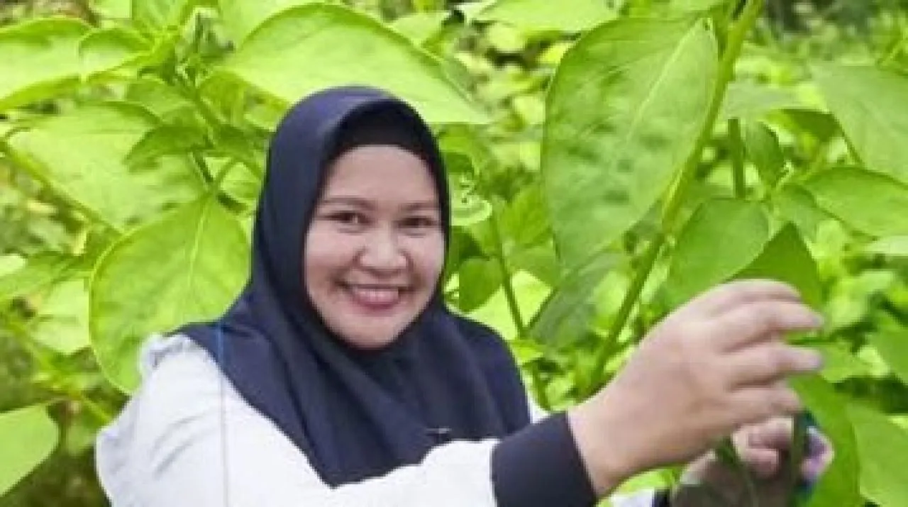 Siti Nurhayati Sukses Bertani Kemangi Beromset Puluhan Juta Per Bulan