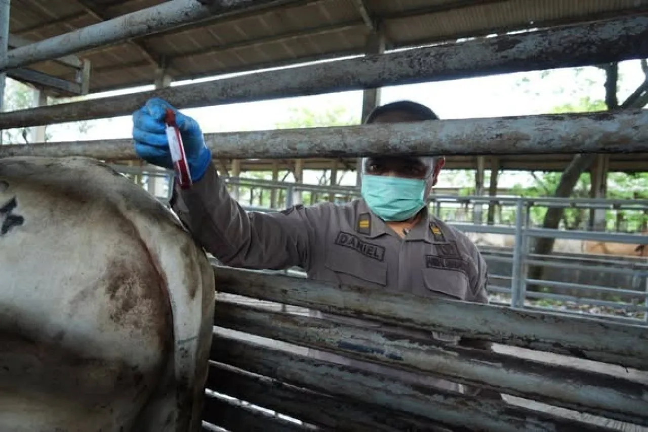 Barantin Pastikan 2.797 Sapi Impor Sehat
