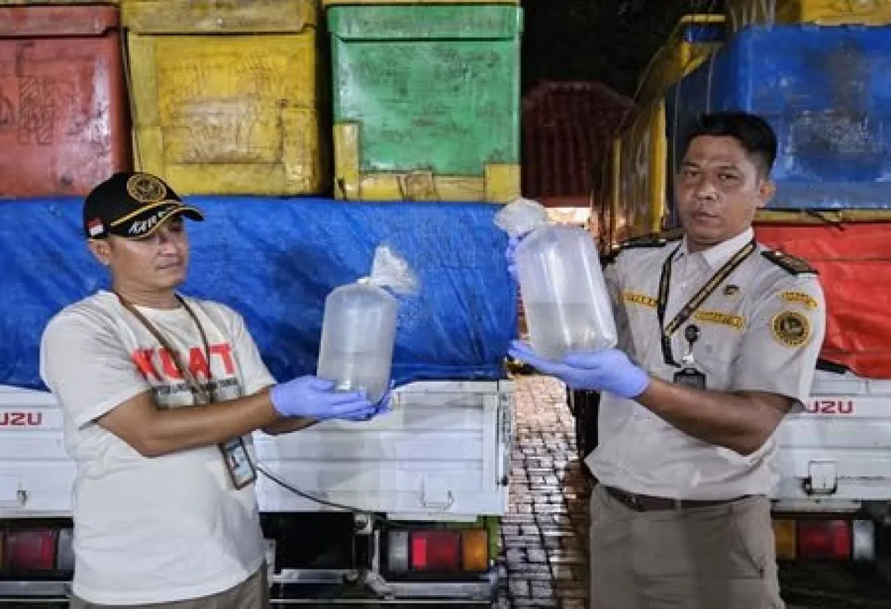 Karantina Sumatera Selatan Hentikan Peredaran Benur Udang Windu Ilegal