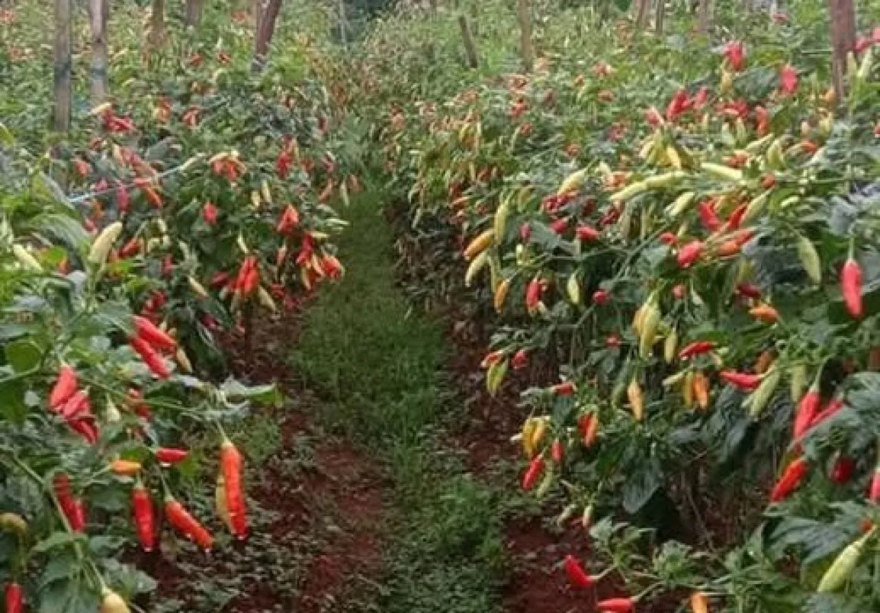 Tips Budidaya Cabe Supaya Buahnya Lebat