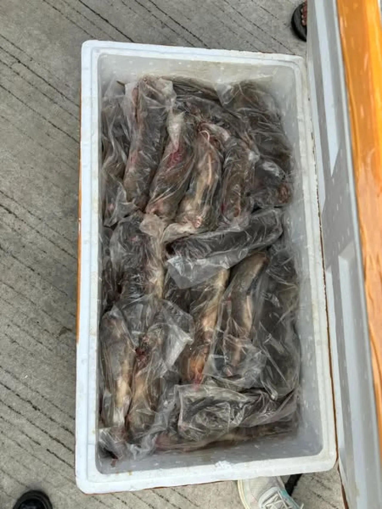 Daging Tikus, Kelelawar dan Musang Hendak Diselundupkan ke Tomohon