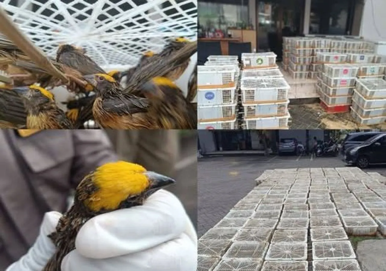 Petugas Pelabuhan Tanjung Wangi Gagalkan Pengiriman 6.860 Burung