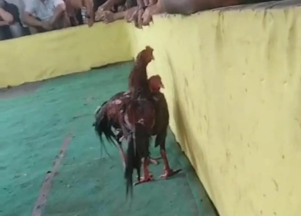Arena Sabung Ayam di Sedati Digrebek Polsek Sedati dan TNI
