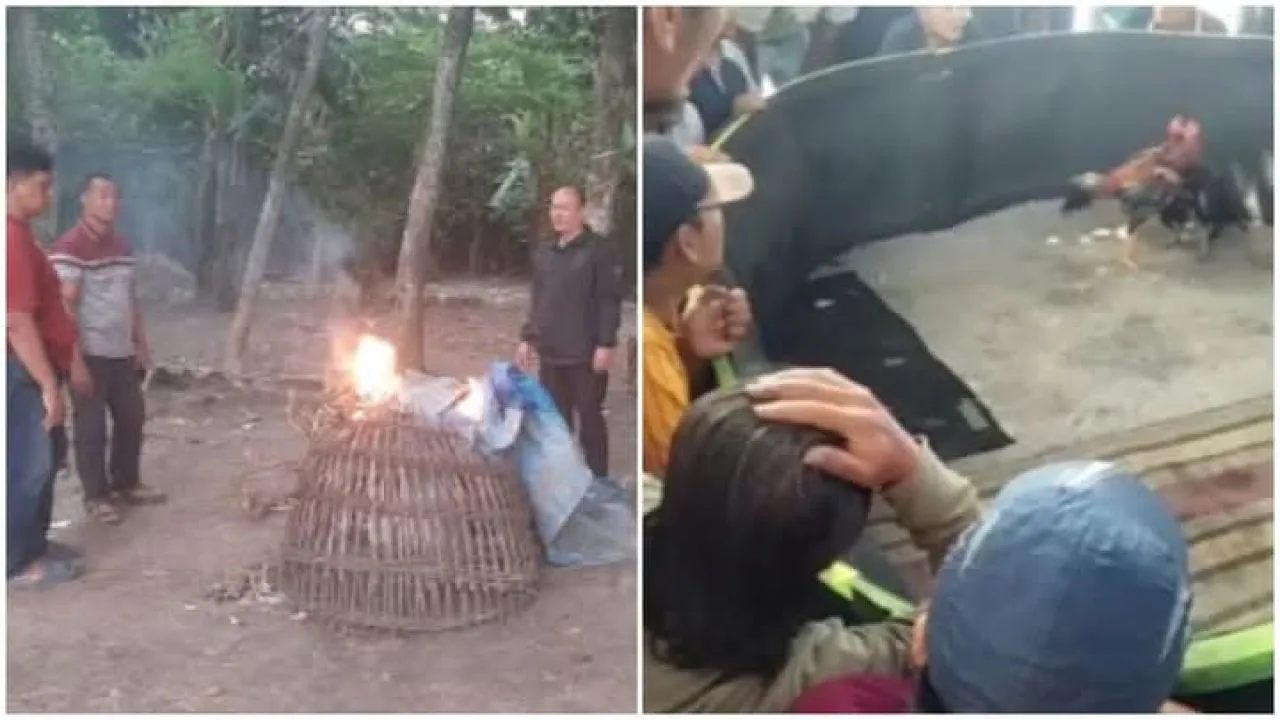 Polsek Krian Grebek Arena Sabung Ayam di Desa Terik