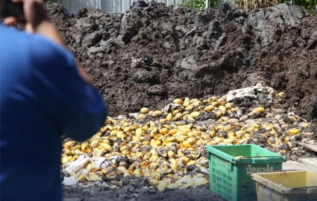 Denpom Pekanbaru Gagalkan Penyelundupan 1.400 Keranjang Mangga Thailand