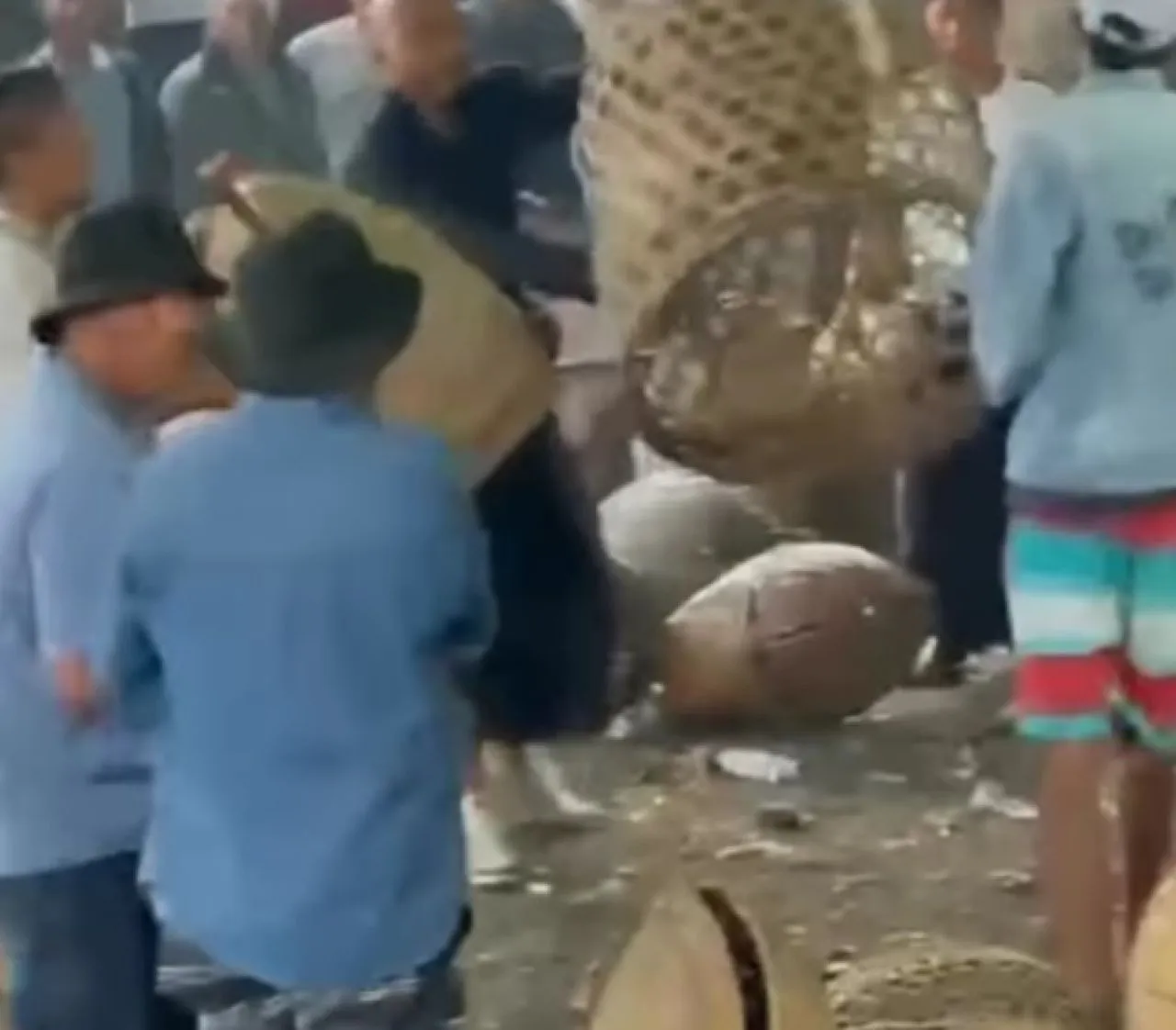 Peristiwa Berdarah di Arena Sabung Ayam di Desa Songan