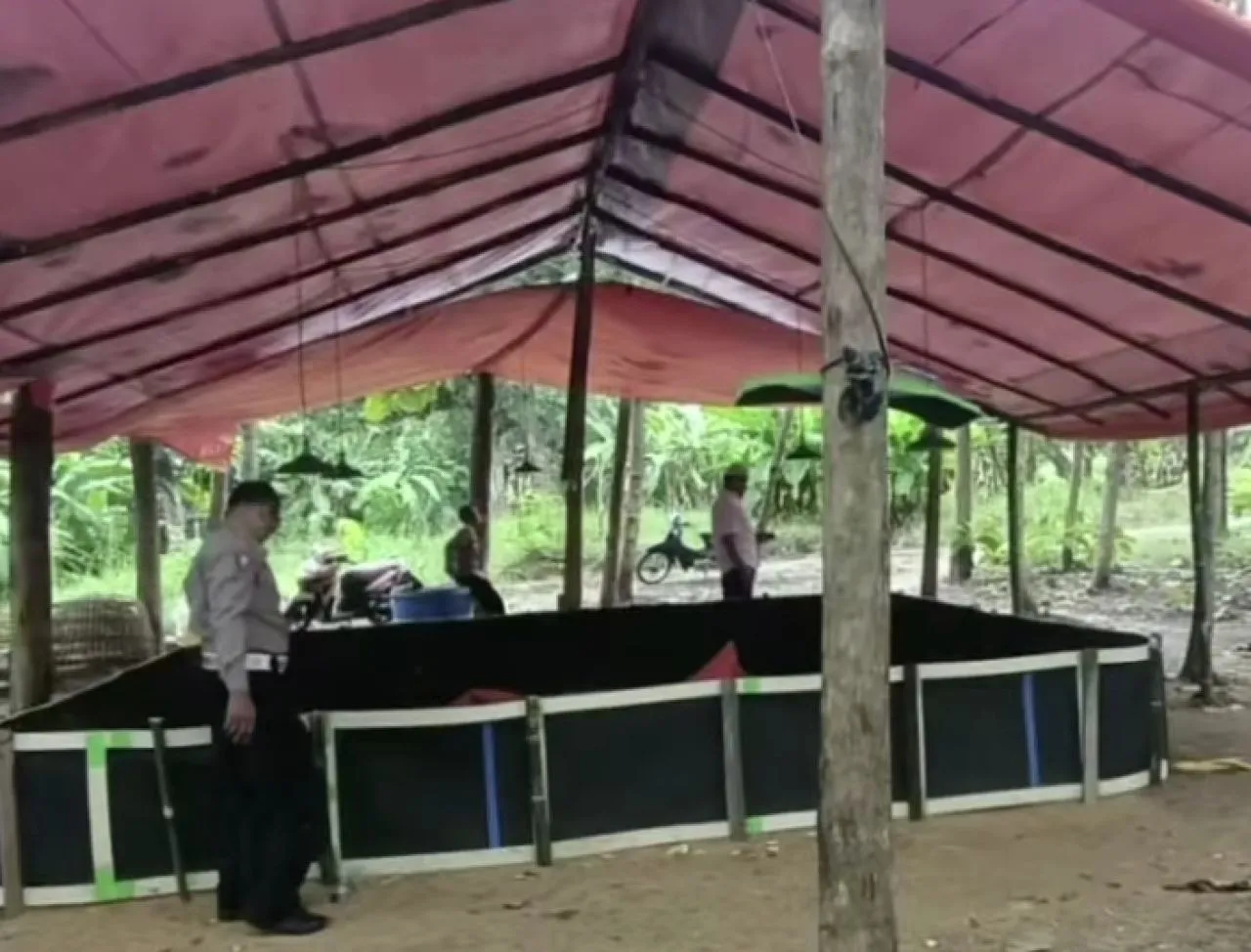 Arena judi sabung ayam di Dusun Bongso Wetan, Desa Pengalangan