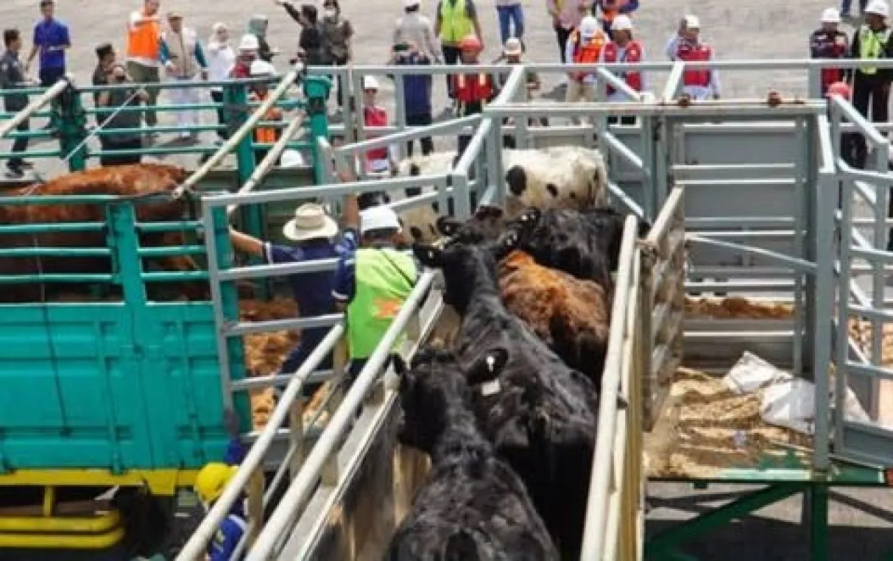 Impor Sapi Perah asal Australia Masuk Lewat Pelabuhan Tanjung Tembaga