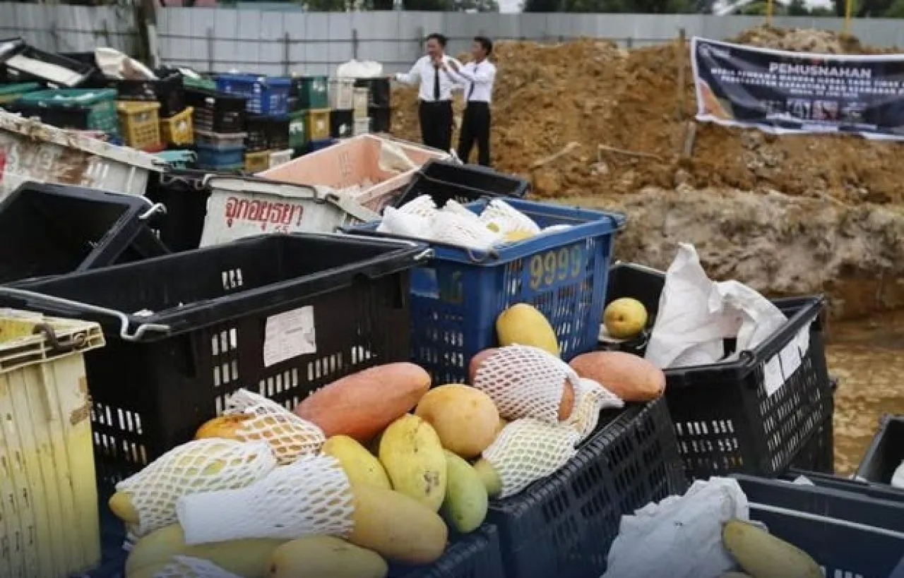 Kanwil Bea Cukai Sumatera Utara Gagalkan Penyelundupan Mangga Asal Malaysia
