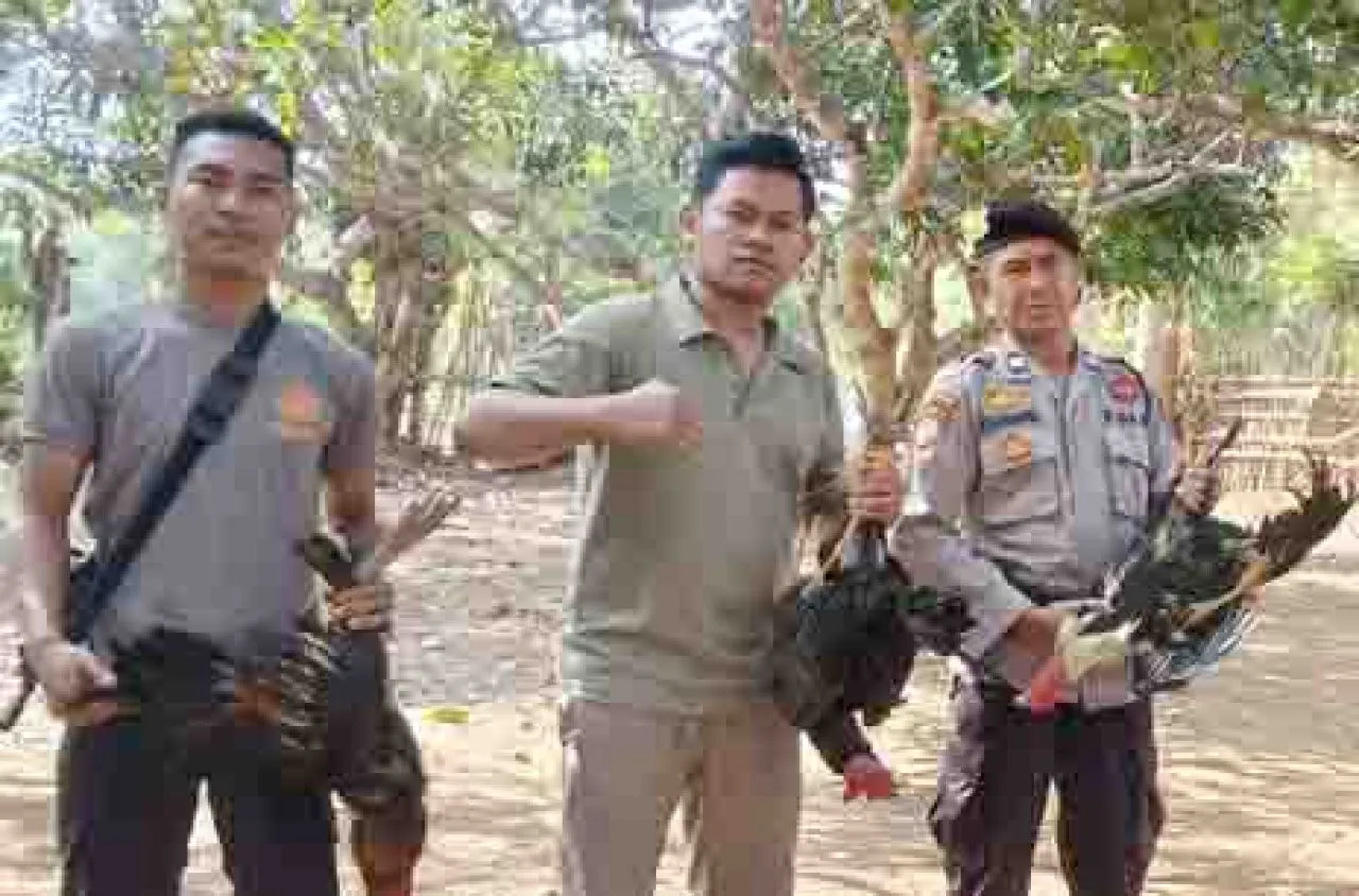 Polsek Wawo Grebek Arena Judi Sabung Ayam Desa Kambilo