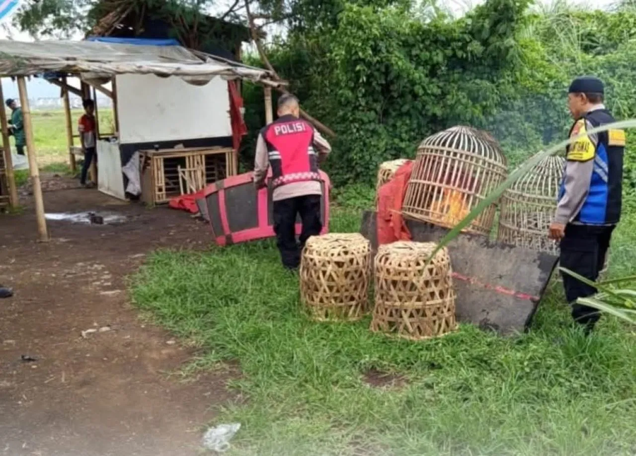 Polsek Baleendah Bongkar Sarana Judi Sabung Ayam di Sadangsari
