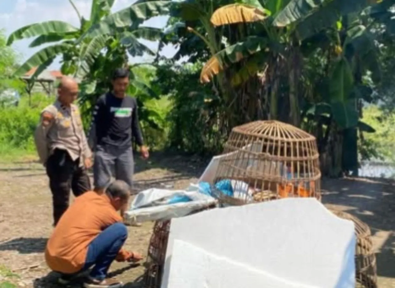 Bandar Judi Sabung Ayam di Desa Sedati Agung Lolos dari Grebekan