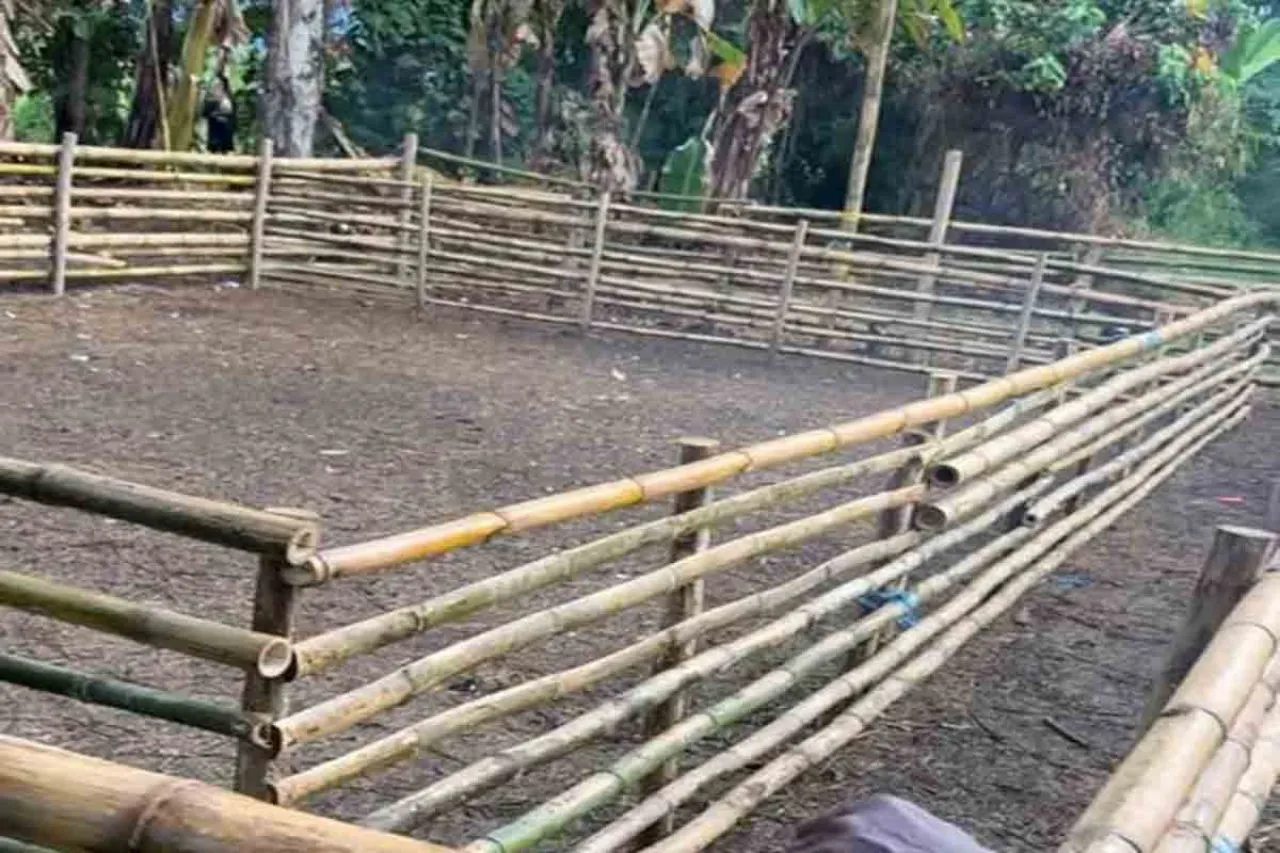 Arena Judi Sabung Ayam di Dekat Polres Bolaang Mongondow