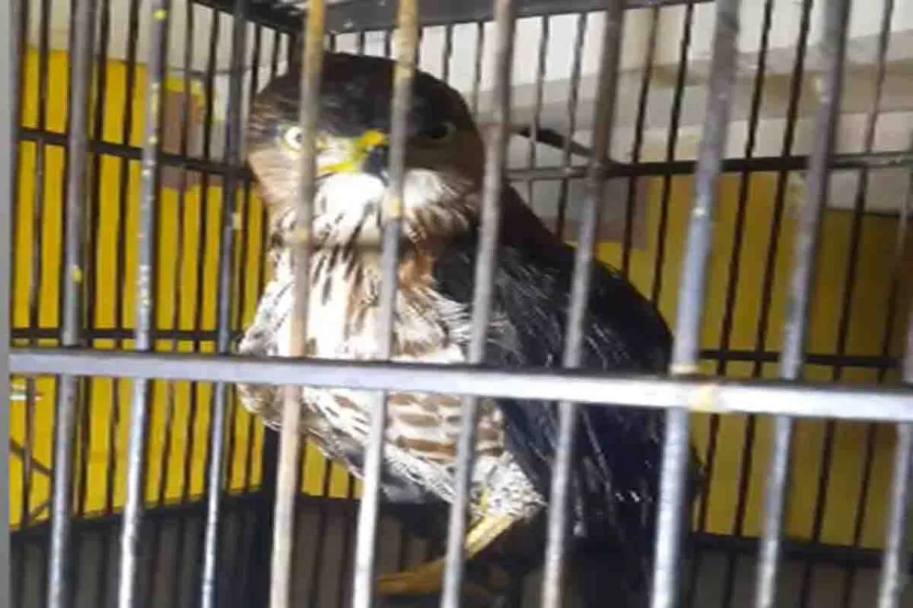 Warga Desa Ngrupit Pelihara Burung Elang Tanpa Izin