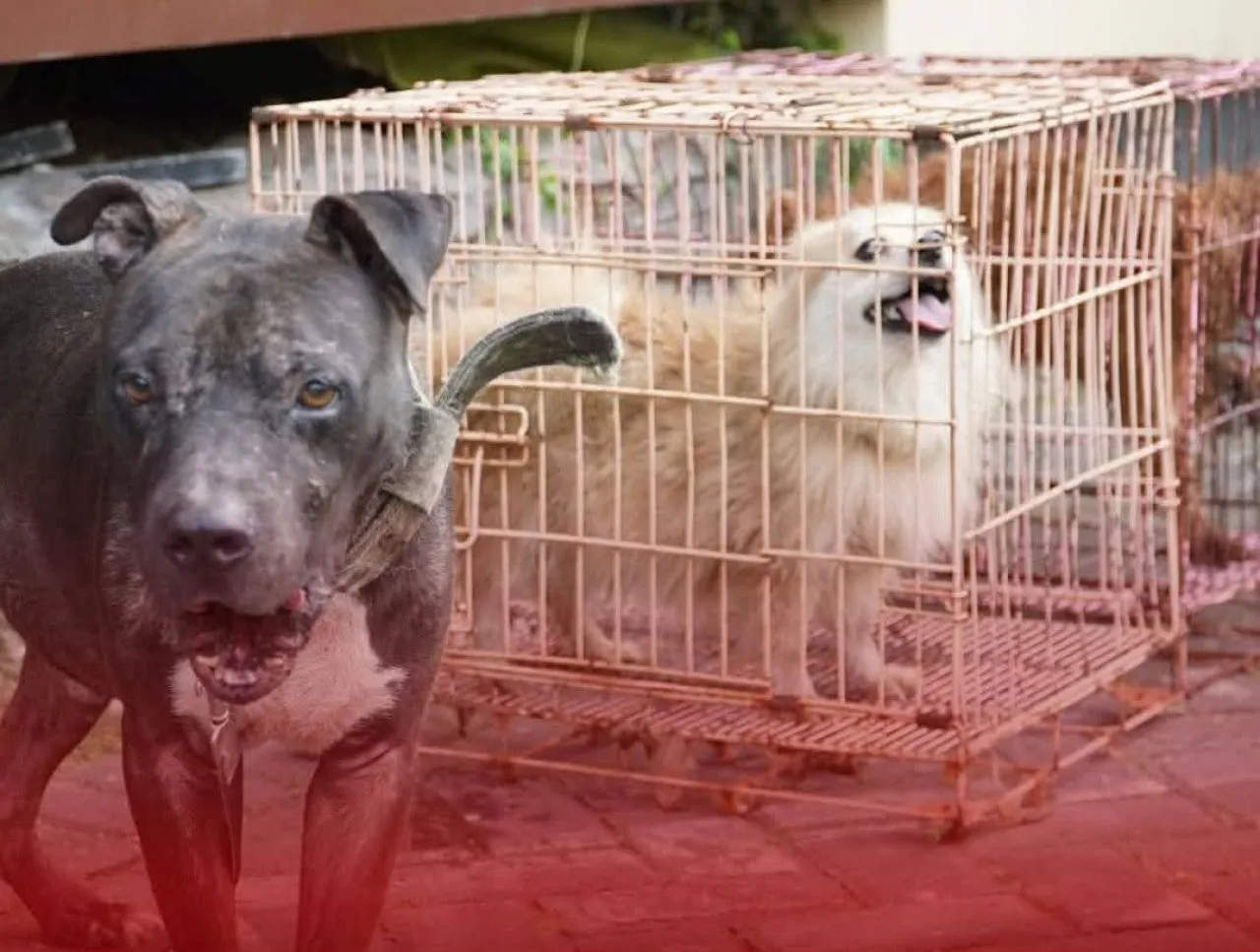 Dedy Vandi Alfian Selundupkan Anjing dan Unggas ke Atambua