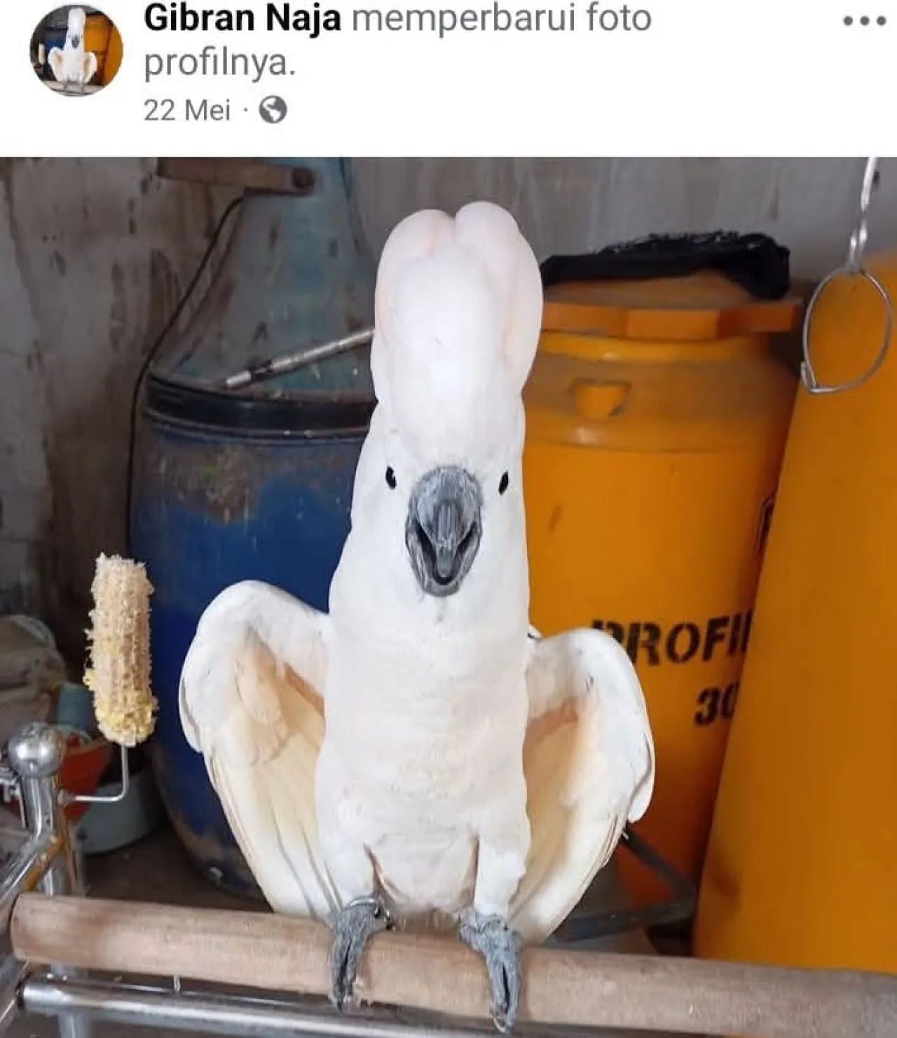 Warga Desa Ngingas Diadili Karena Perdagangkan Burung Kakatua