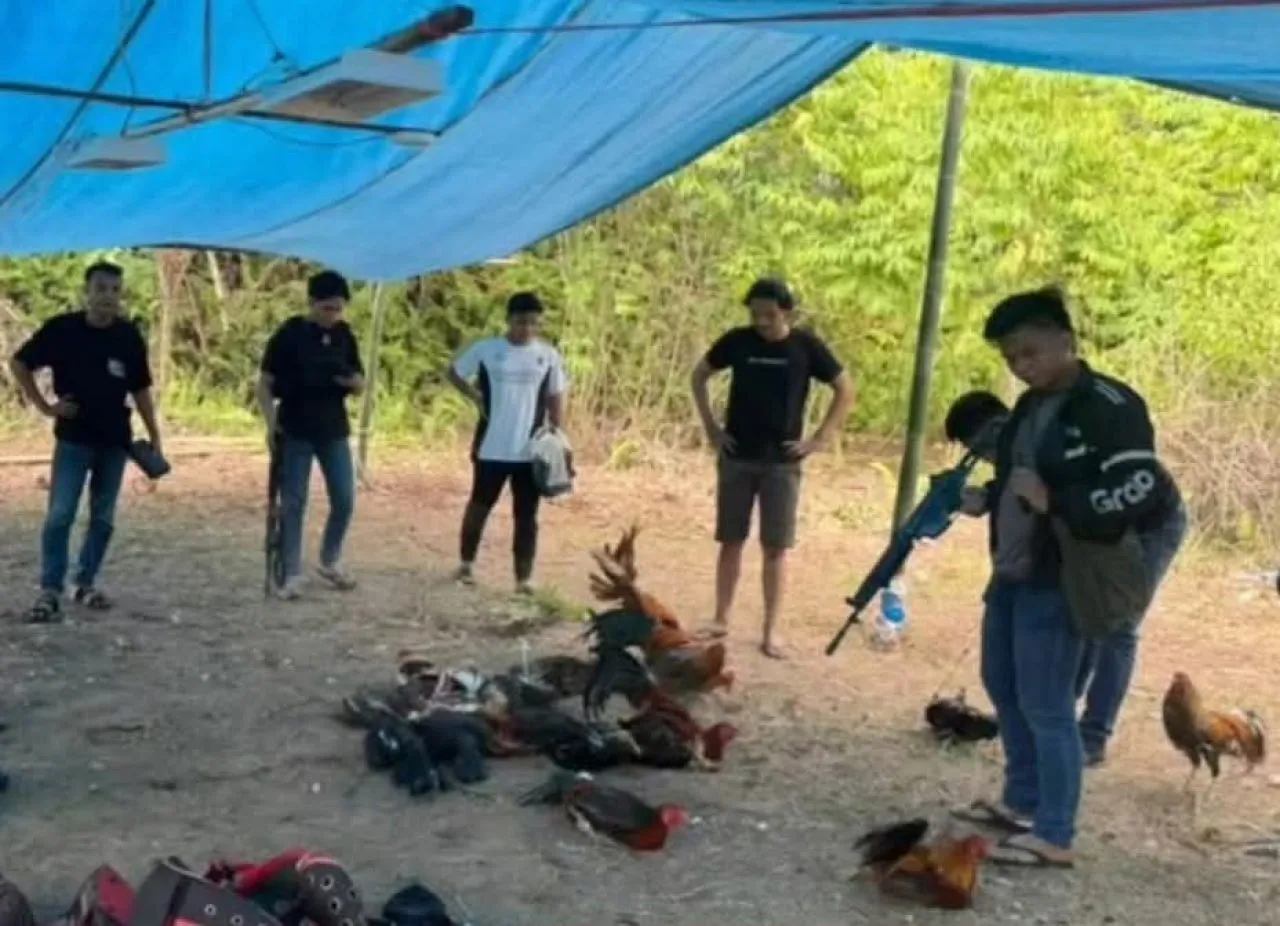 Sabung Ayam di Desa Matungkas Digrebek Polres Minahasa Utara