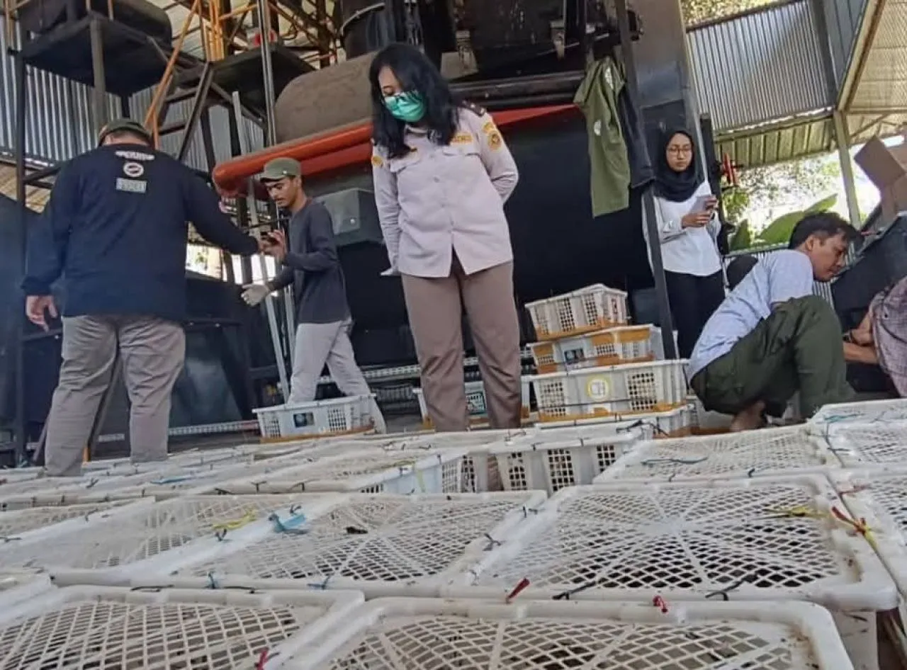 Ribuan Burung Gagal Diselundupkan di Pelabuhan Tanjung Wangi