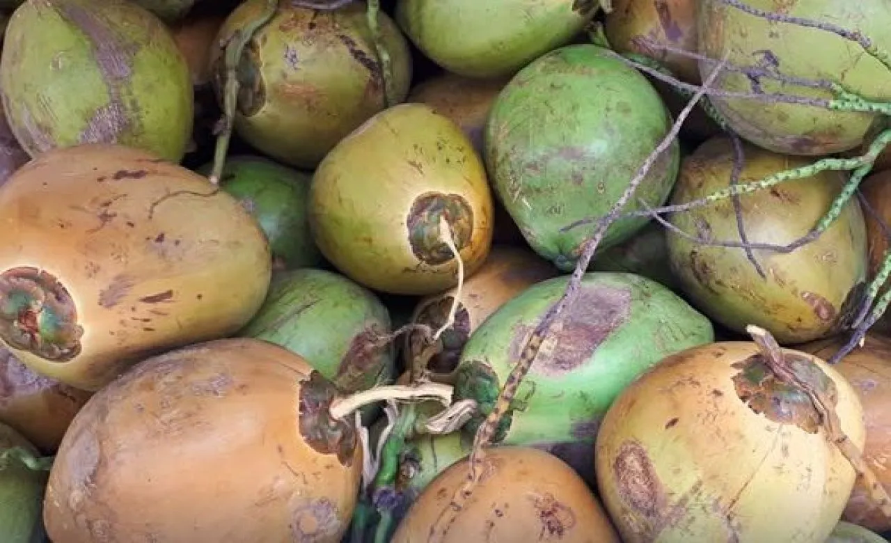 CV Harvest Green Global Agriculture Ekspor Kelapa ke Vietnam