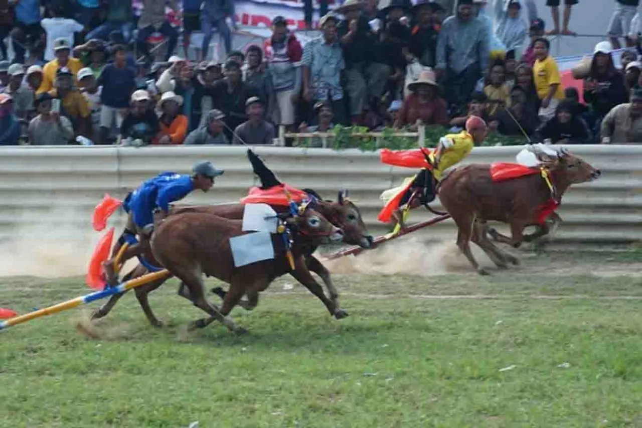 24 Pasang Sapi Berlaga di Grand Final Kerapan Sapi di Bangkalan