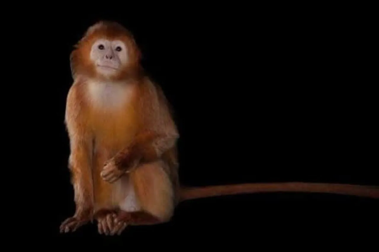 Warga Desa Tangsil Wetan Dipenjara karena Pelihara Lutung Budeng