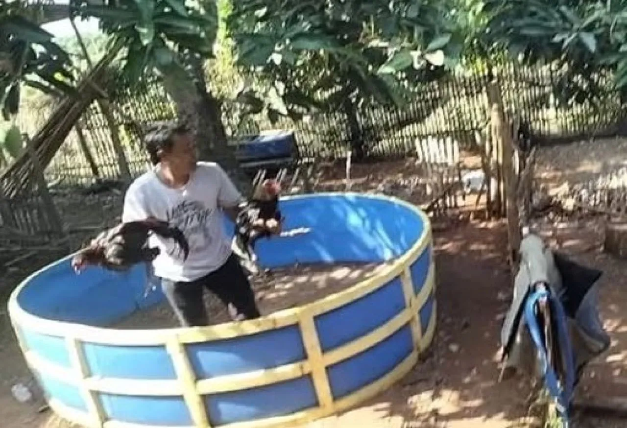Pemain Sabung Ayam Kabur Saat Digrebek Polsek Brondong