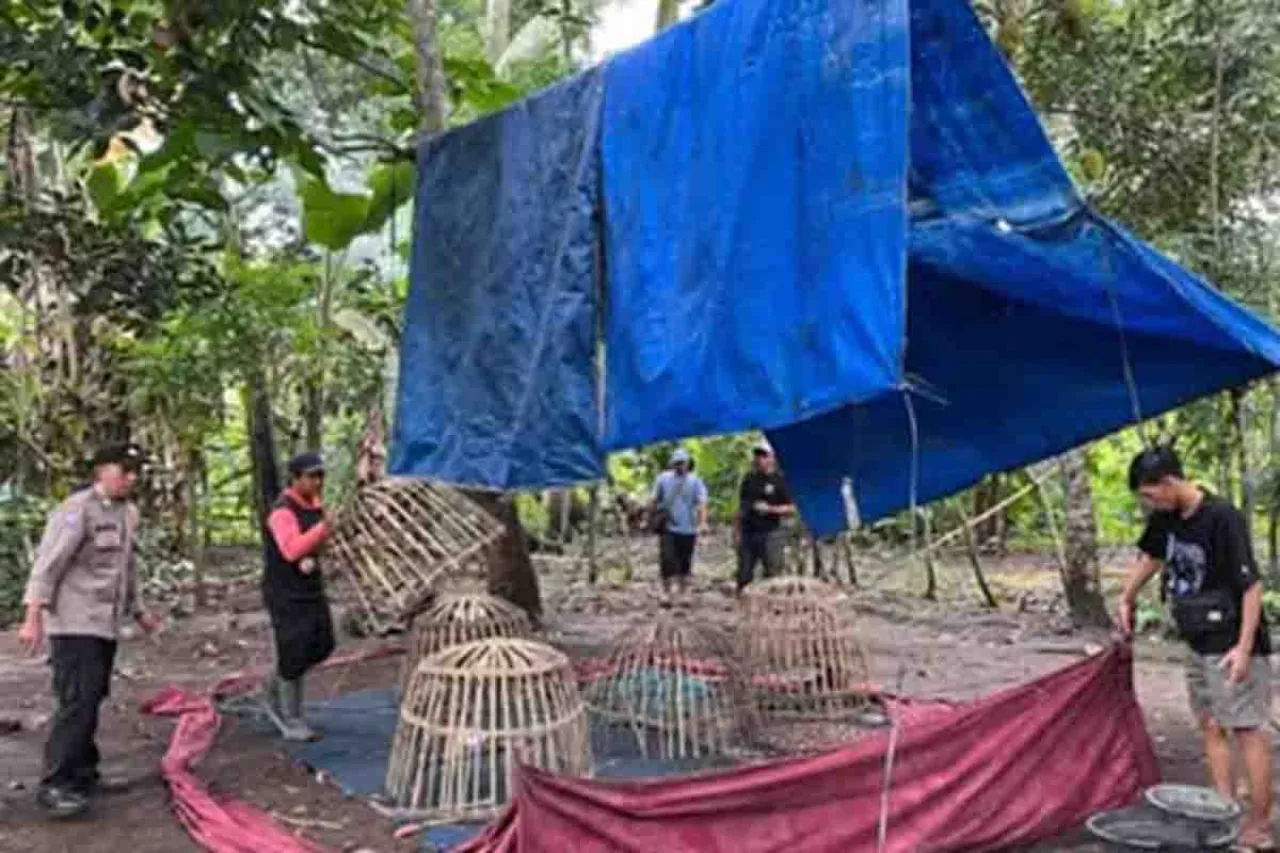 Gelanggang Sabung Ayam di Desa Alasmalang Meresahkan Masyarakat