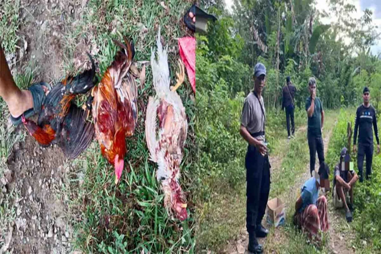 Dua Penjudi Sabung Ayam di Desa Sukamaju Ditangkap Polisi