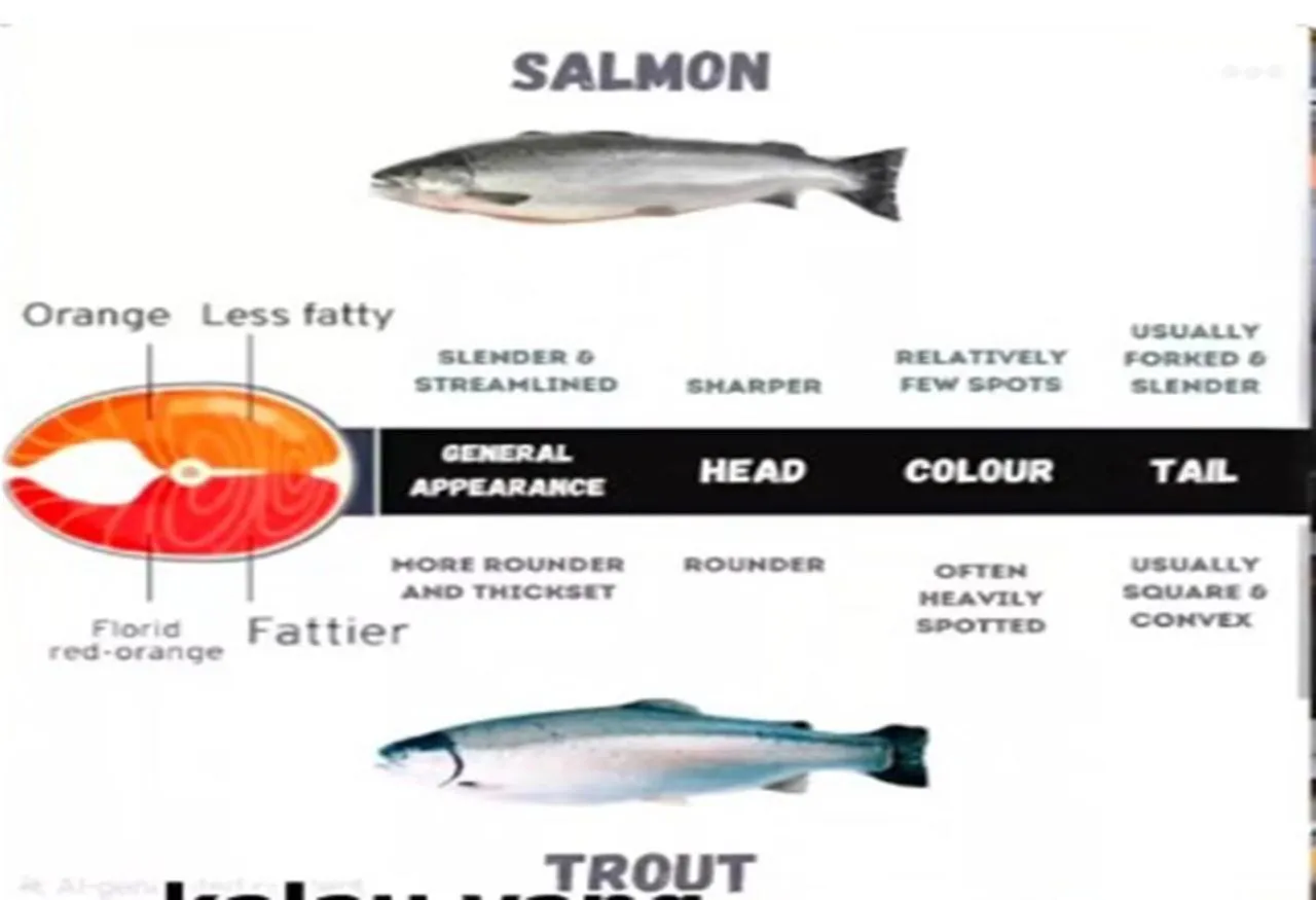 Perbedaan Ikan Salmon dan Trout