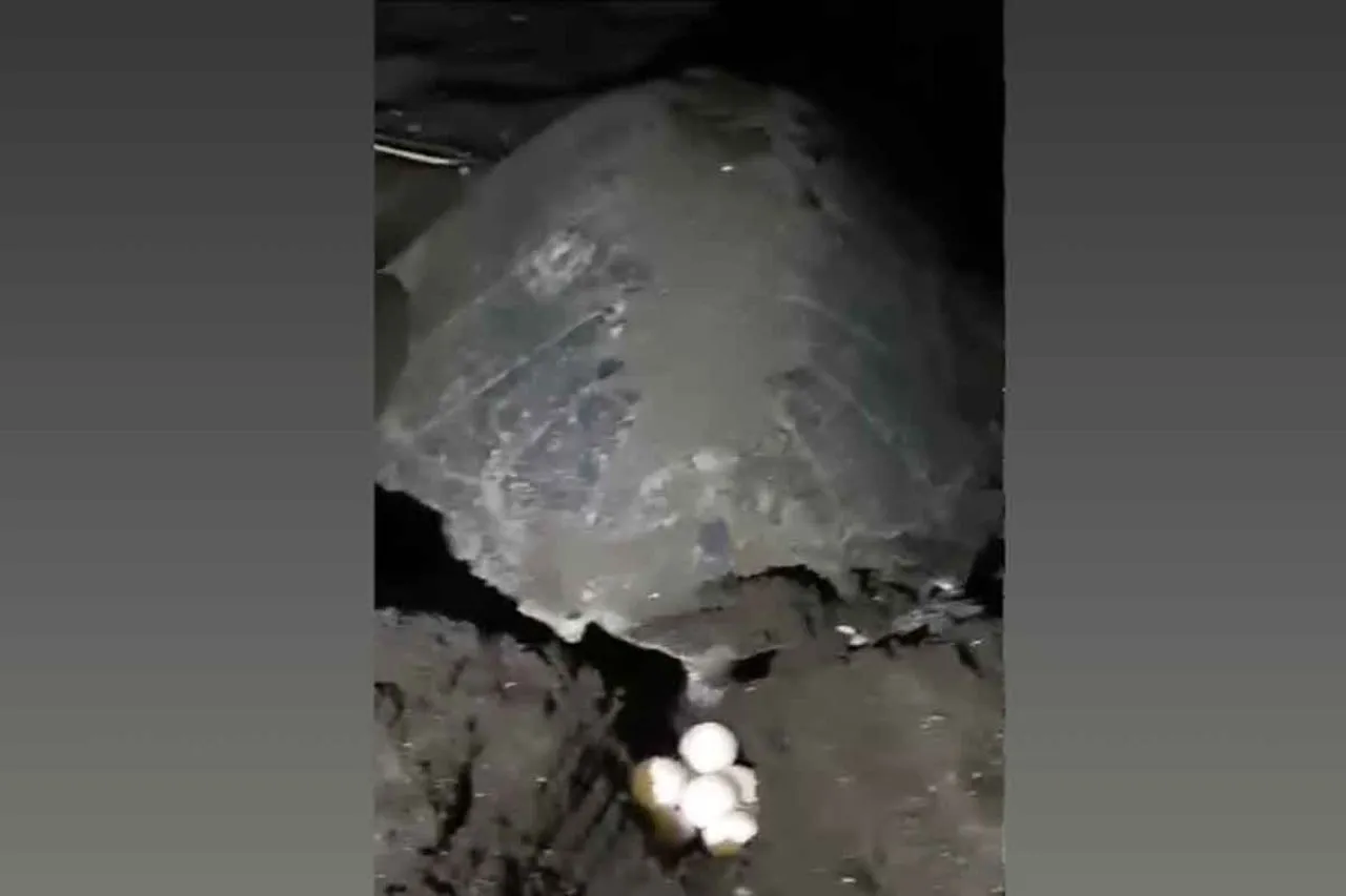 Hartoyo Divonis 3 Tahun Penjara Karena Telur Penyu