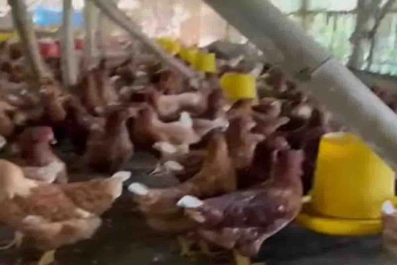 Penipuan Berkedok Investasi POM Mini dan Ternak Ayam di Tuban