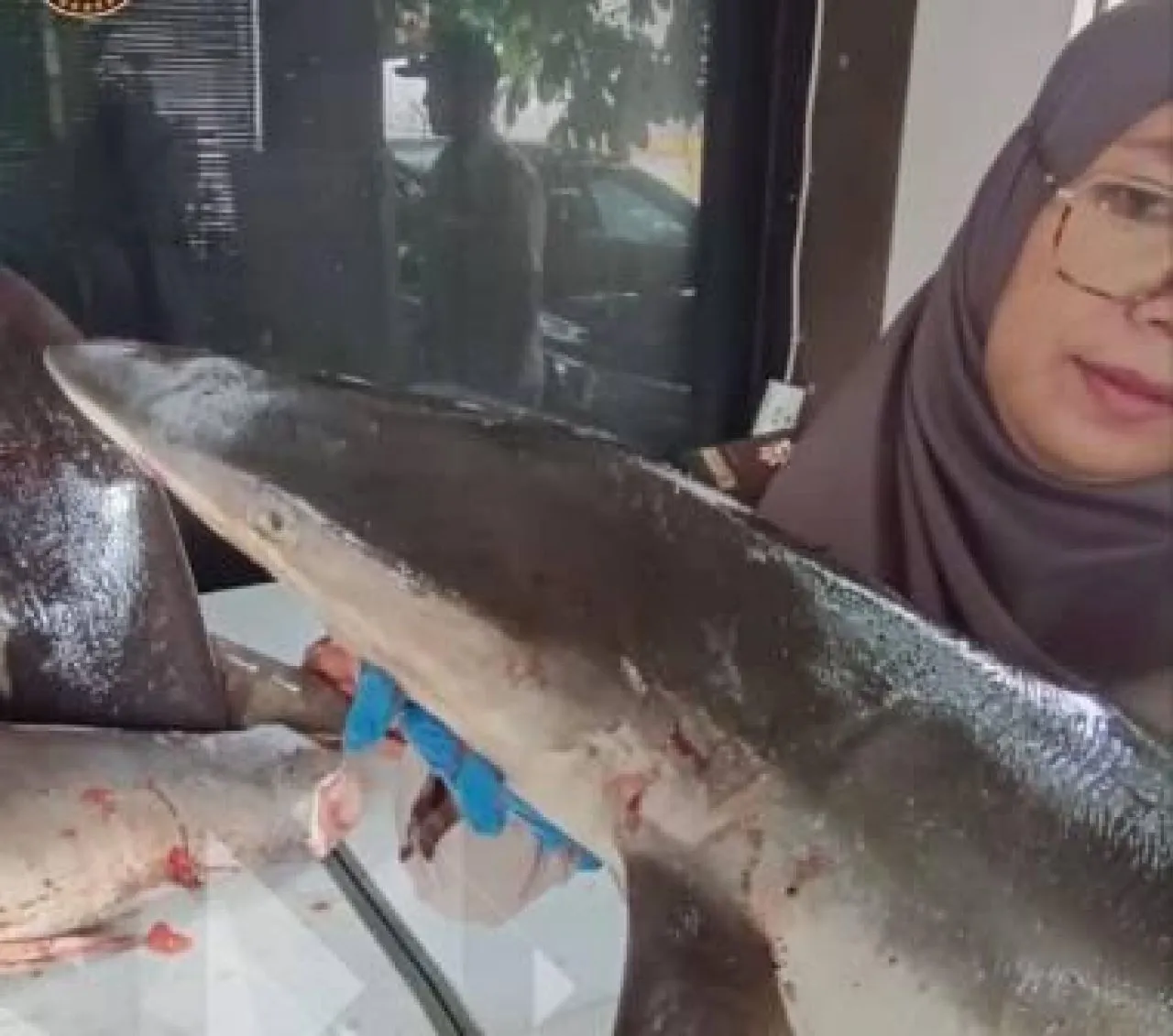 120 Kg Hiu Gagal Diselundupkan di Pelabuhan Ketapang