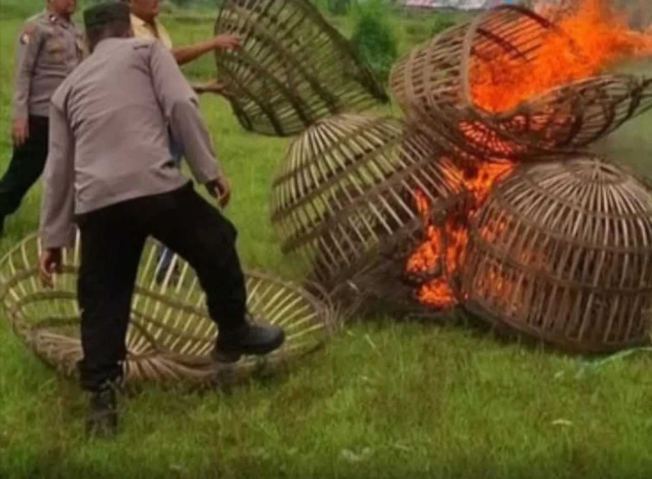 Marak Perjudian Sabung ayam di Desa Pesanggrahan Mojokerto