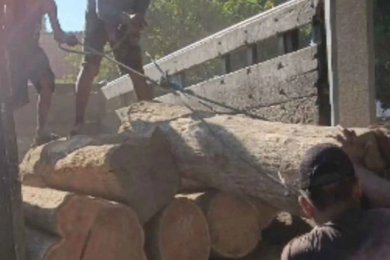 Heli Koptiono Didakwa Mencuri Kayu Jati curian dari Taman Nasional Baluran