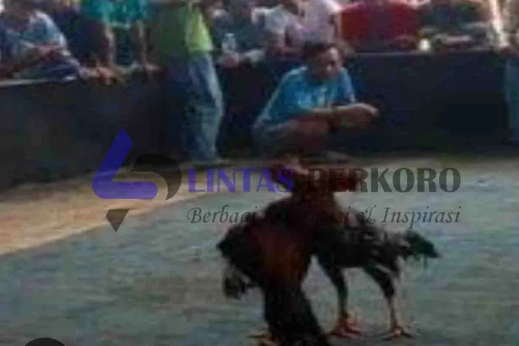 Sempat Ditutup Polsek Tulangan, Sabung Ayam di Desa Kepadangan Buka Lagi