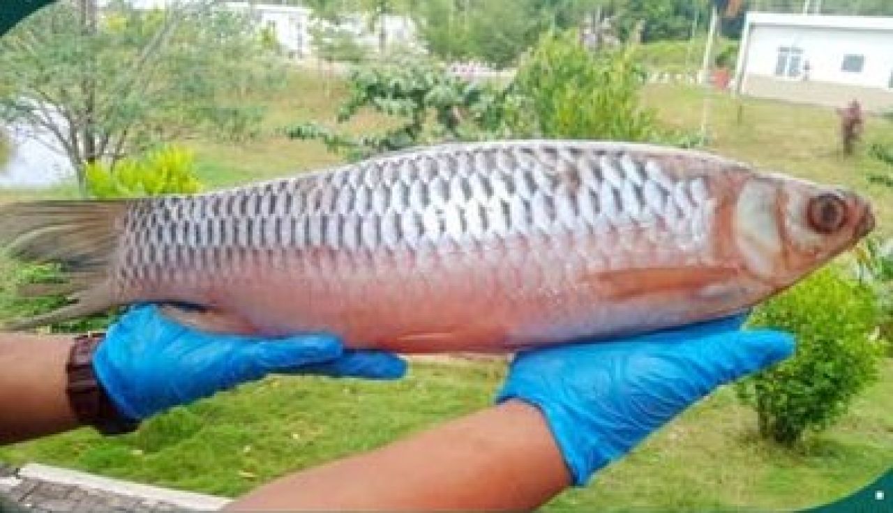 Ikan Jelawat