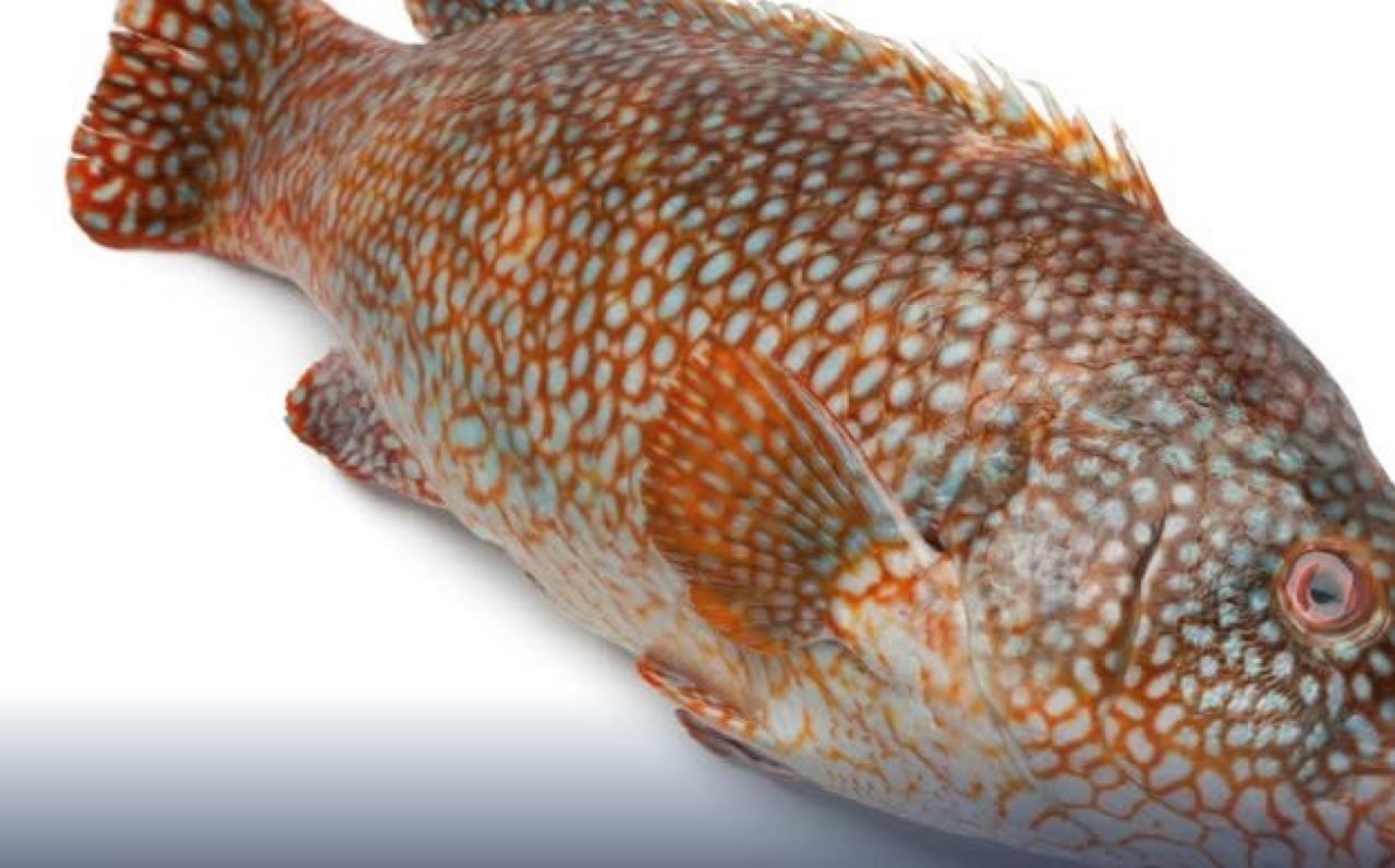 Ikan Kerapu