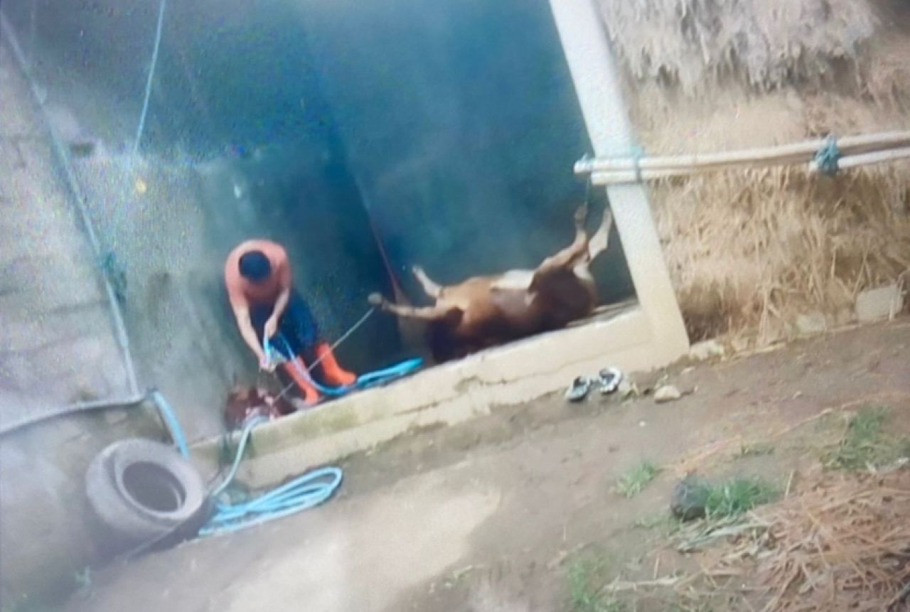 Tempat jagal sapi ilegal di Desa Bangsri