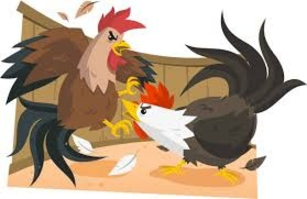 Sabung ayam (foto ilustrasi)