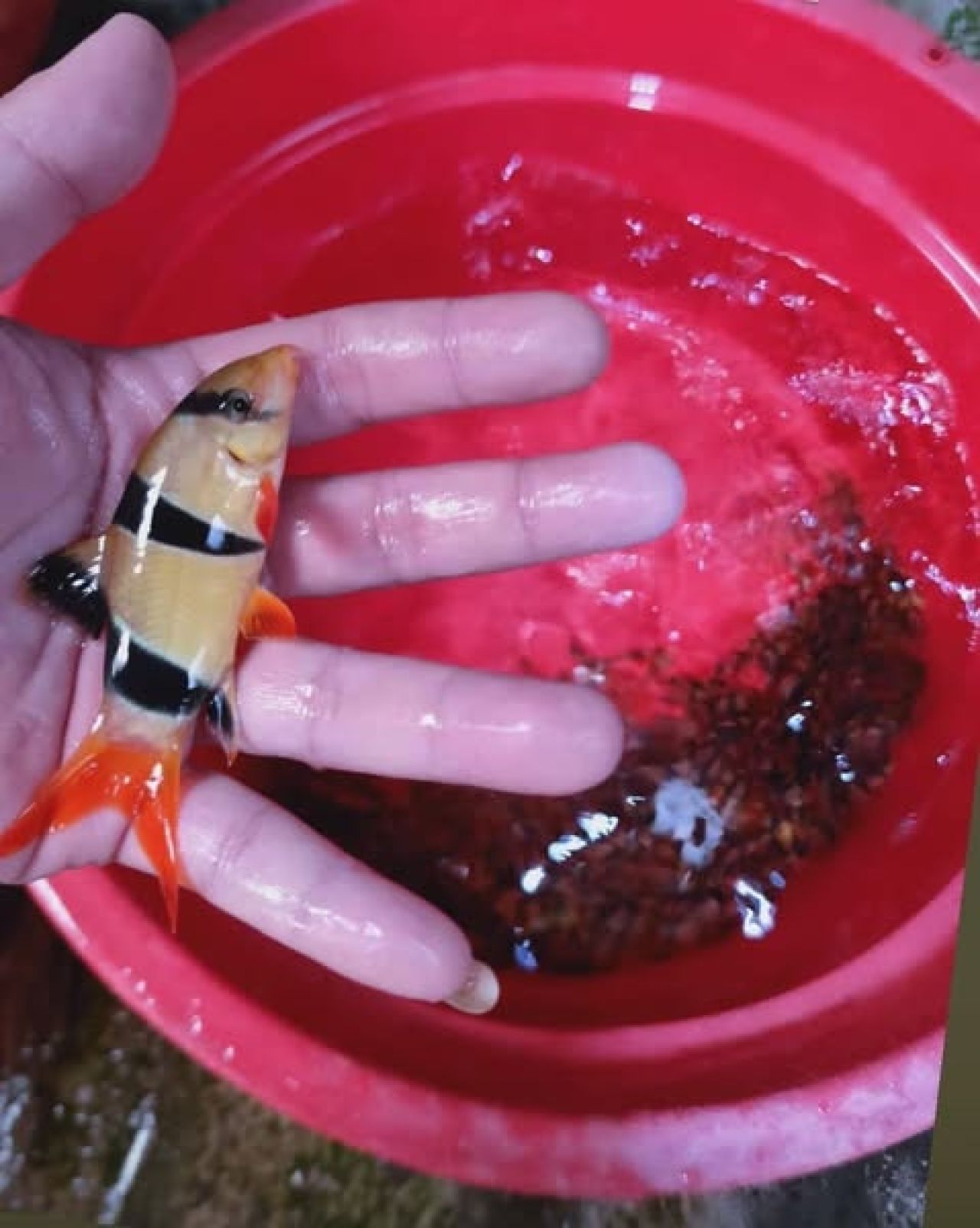 Ikan Botia