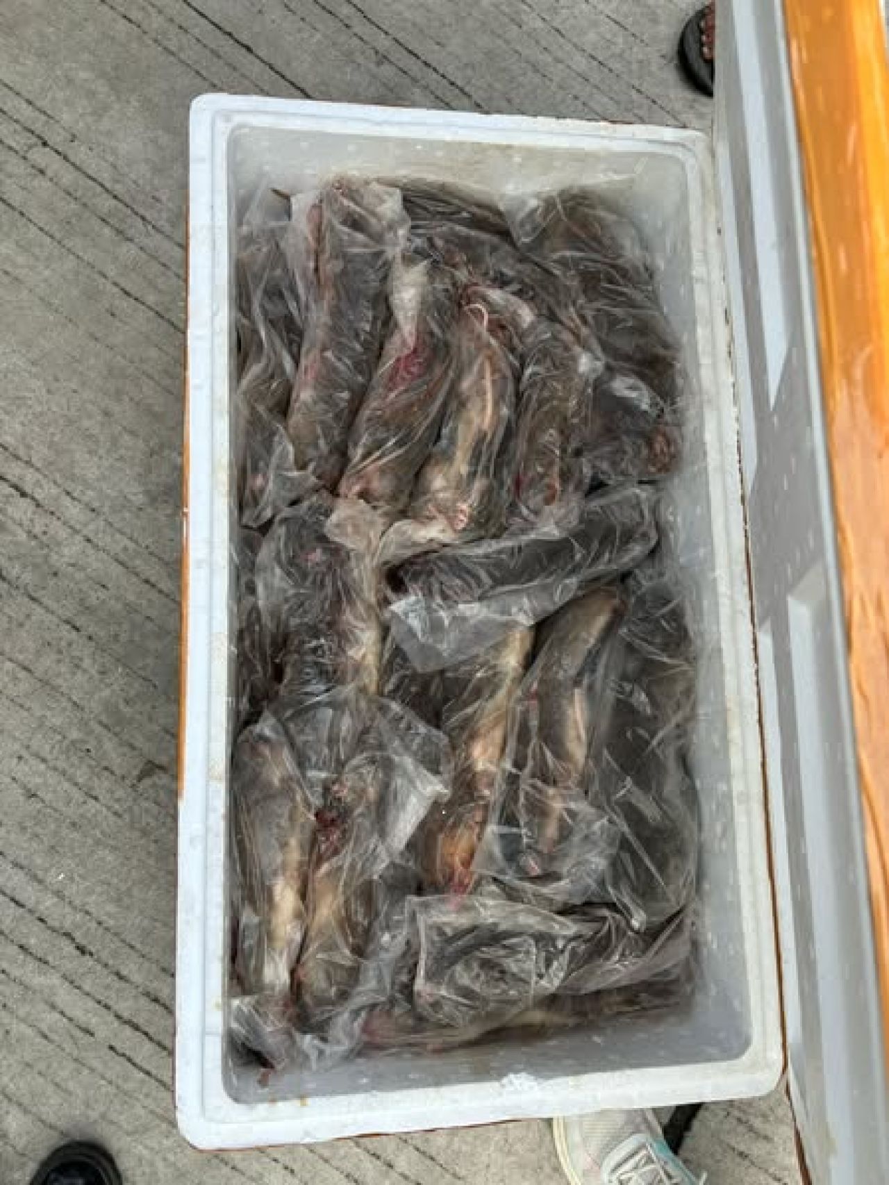 Daging Tikus, Kelelawar dan Musang