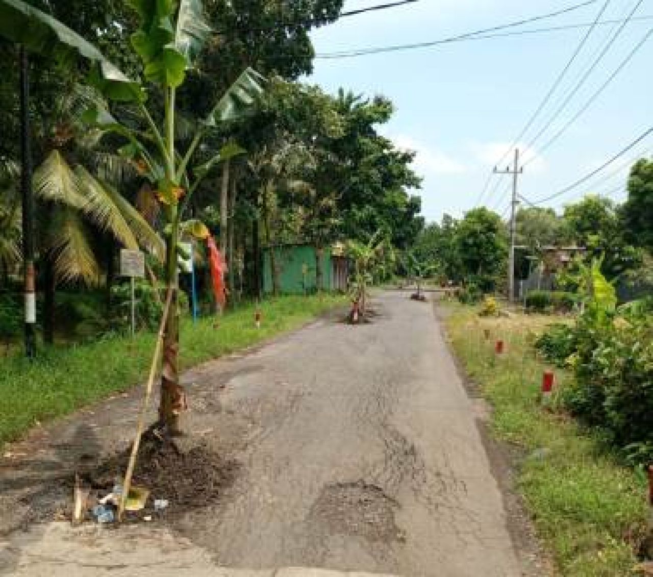 Jalan rusak yang ditanami pohon